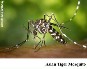 webassets/AsianTigerMosquito.jpg